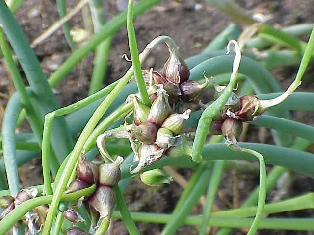 Egyptian Walking Onion Bulbs - Heirloom Perennial Tree Onion - Organic, Easy Grow - Image 2