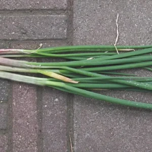 Egyptian Walking Onion Bulbs - Heirloom Perennial Tree Onion - Organic, Easy Grow - Image 1