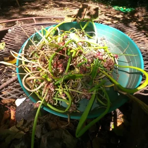 Egyptian Walking Onion Bulbs - Heirloom Perennial Tree Onion - Organic, Easy Grow - Image 7