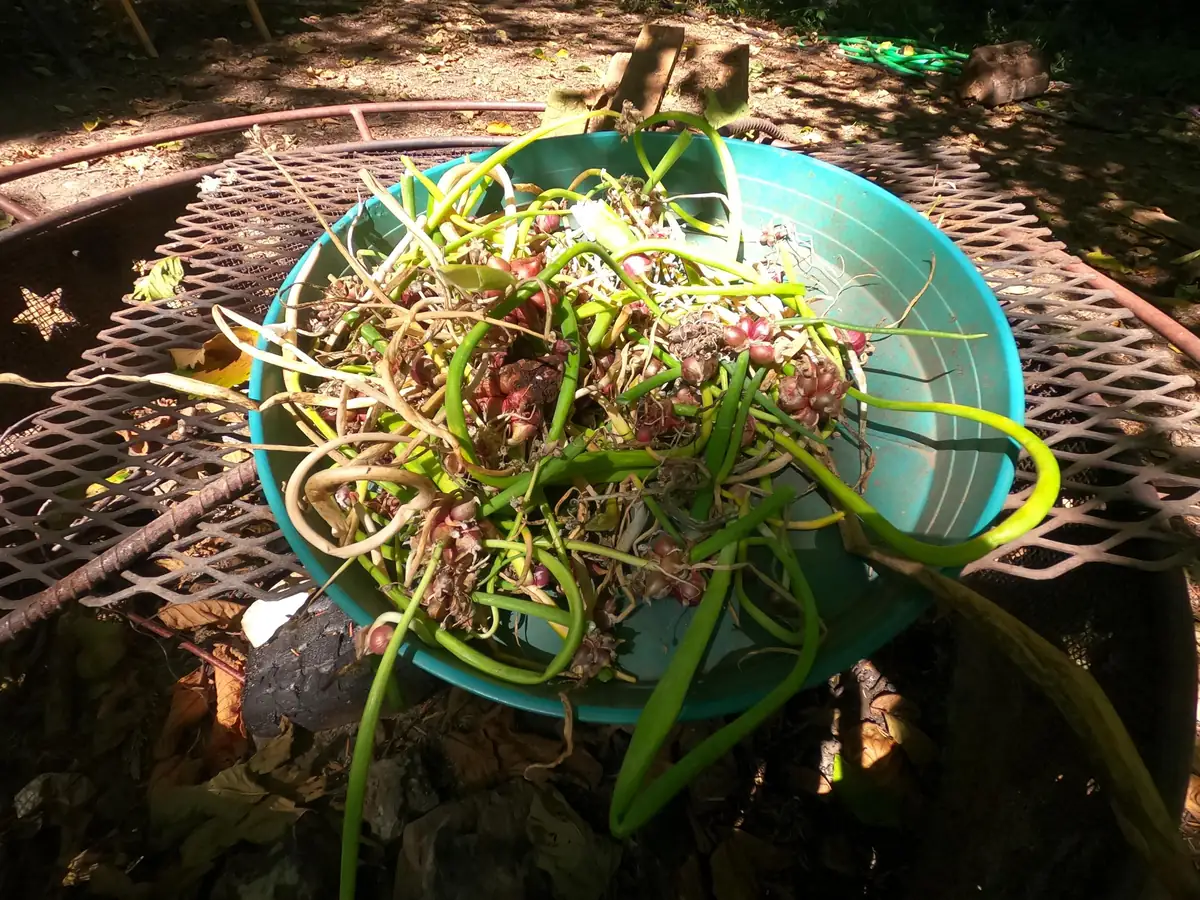 Egyptian Walking Onion Bulbs - Heirloom Perennial Tree Onion - Organic, Easy Grow - Image 7