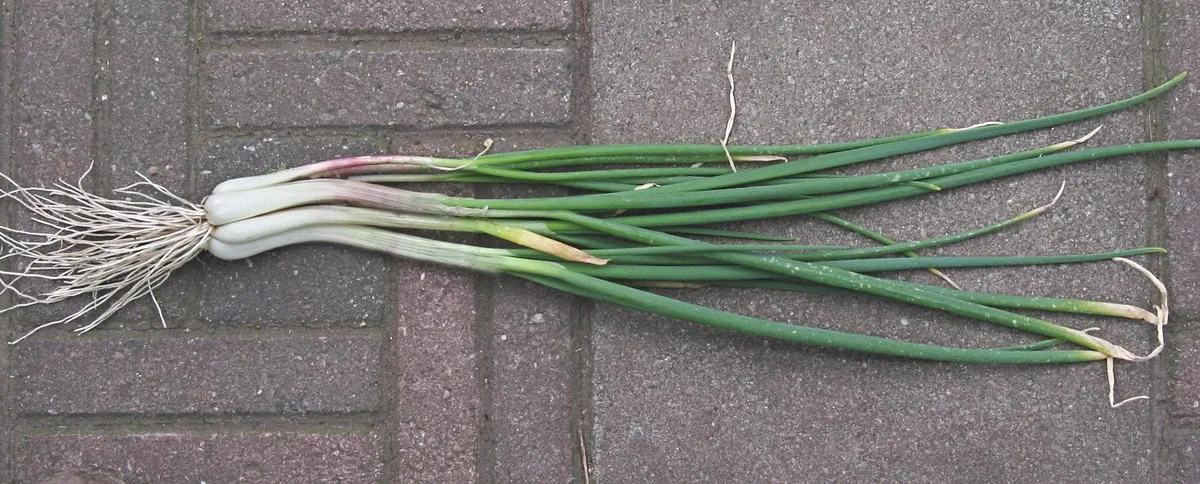 Egyptian Walking Onion Bulbs - Heirloom Perennial Tree Onion - Organic, Easy Grow - Image 1