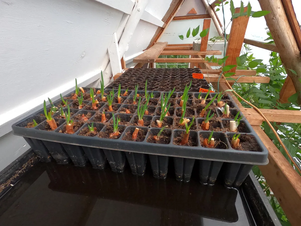 Egyptian Walking Onion Plants - Heirloom Perennial Tree Onion Live Plant - Image 4