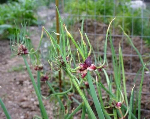 Egyptian Walking Onion Plants - Heirloom Perennial Tree Onion Live Plant - Image 5