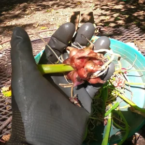 Egyptian Walking Onion Plants - Heirloom Perennial Tree Onion Live Plant - Image 8