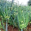 Egyptian Walking Onions - 5 Large Organic Bulbs - Multiplier Tree Onion - Perennial Heirloom - Image 1