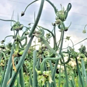 Egyptian Walking Onions - 5 Large Organic Bulbs - Multiplier Tree Onion - Perennial Heirloom - Image 12