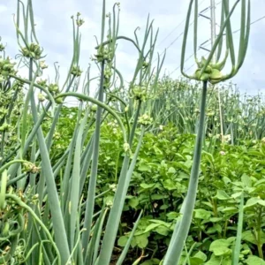 Egyptian Walking Onions - 5 Large Organic Bulbs - Multiplier Tree Onion - Perennial Heirloom - Image 13