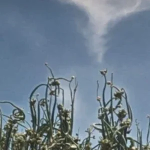 Egyptian Walking Onions - 5 Large Organic Bulbs - Multiplier Tree Onion - Perennial Heirloom - Image 14