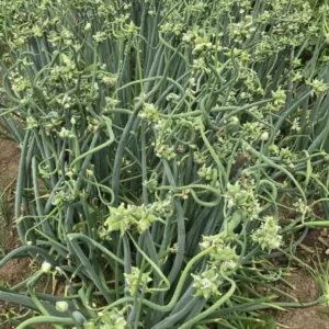 Egyptian Walking Onions - 5 Large Organic Bulbs - Multiplier Tree Onion - Perennial Heirloom - Image 15