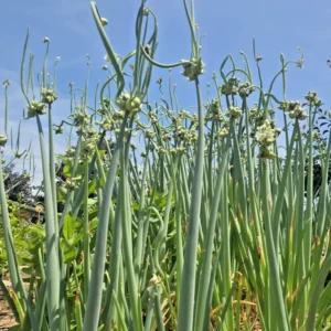 Egyptian Walking Onions - 5 Large Organic Bulbs - Multiplier Tree Onion - Perennial Heirloom - Image 16