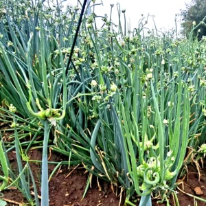 Egyptian Walking Onions - 5 Large Organic Bulbs - Multiplier Tree Onion - Perennial Heirloom - Image 1