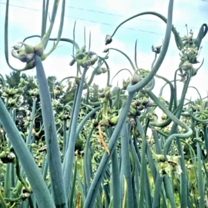 Egyptian Walking Onions - 5 Large Organic Bulbs - Multiplier Tree Onion - Perennial Heirloom - Image 8
