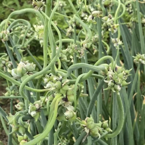 Egyptian Walking Onions - 5 XL Organic Bulbs, Perennial Heirloom Vegetable - Image 10