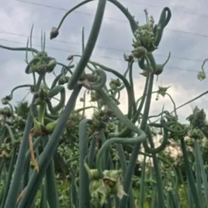 Egyptian Walking Onions - 5 XL Organic Bulbs, Perennial Heirloom Vegetable - Image 11