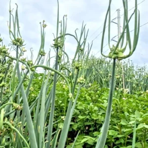 Egyptian Walking Onions - 5 XL Organic Bulbs, Perennial Heirloom Vegetable - Image 2