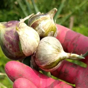 Egyptian Walking Onions - 5 XL Organic Bulbs, Perennial Heirloom Vegetable - Image 5