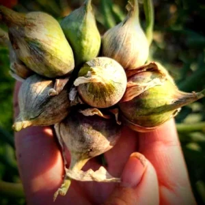 Egyptian Walking Onions - 5 XL Organic Bulbs, Perennial Heirloom Vegetable - Image 6