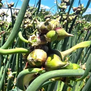 Egyptian Walking Onions - 5 XL Organic Bulbs, Perennial Heirloom Vegetable - Image 7