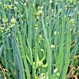 Egyptian Walking Onions - 5 XL Organic Bulbs, Perennial Heirloom Vegetable - Image 9