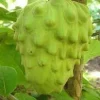El Bumpo Cherimoya Live Plant – 2 Feet Tall – 3 Gallon Pot – Fruit Tree - Image 1
