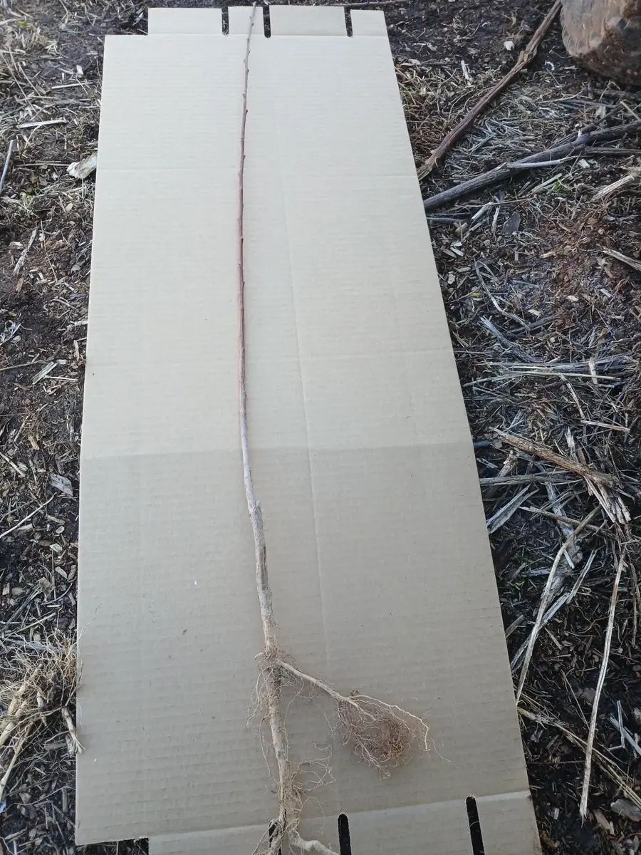 Elberta Peach Tree Bareroot Live Plant 2-3 ft Tall - Sweet Yellow Fruit - Image 2