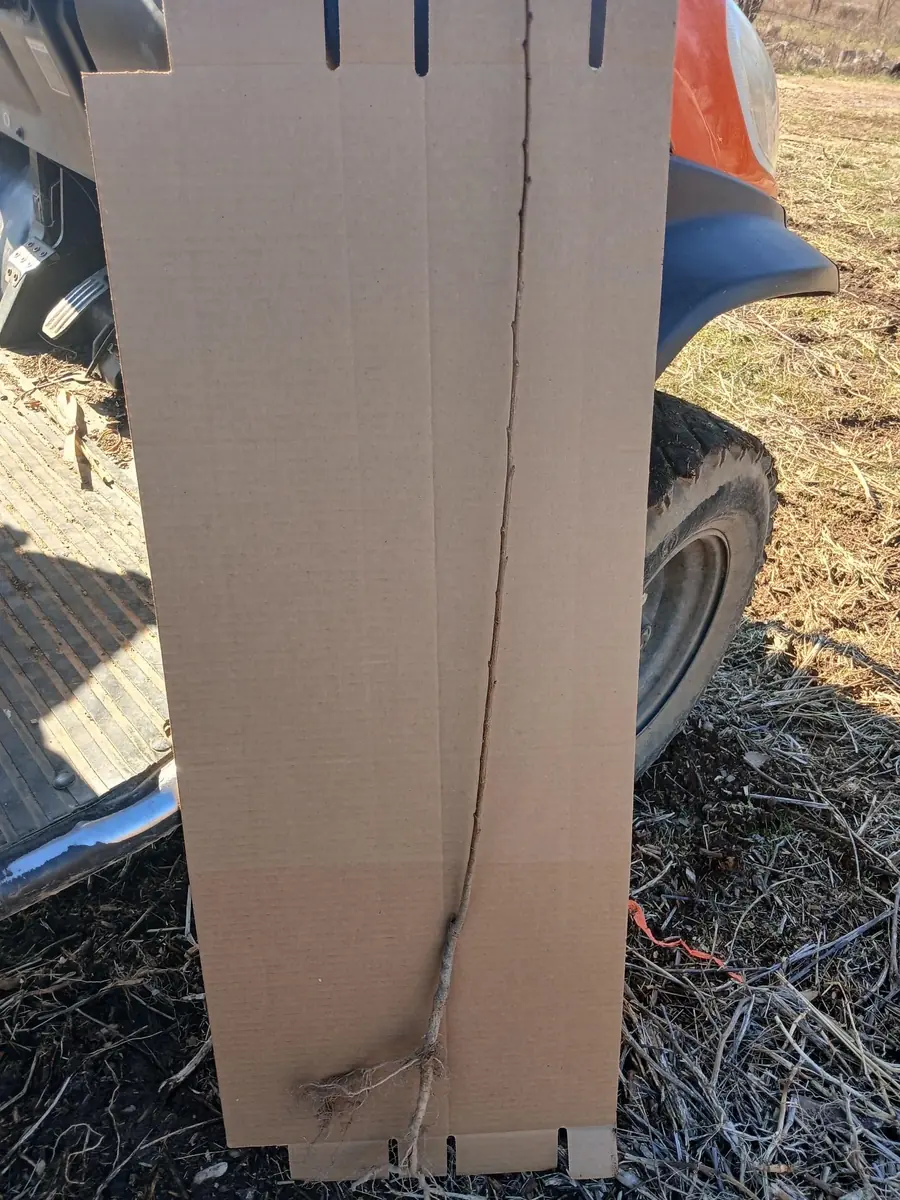 Elberta Peach Tree Bareroot Live Plant 2-3 ft Tall - Sweet Yellow Fruit - Image 3