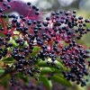 Elderberry Bare Root Plant - Sambucus Canadensis 6-12'' Height for Edible Berries - Image 1