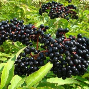 Elderberry Bare Root Plant – Sambucus Canadensis – 6-12 inch – Outdoor Shrub - Image 2