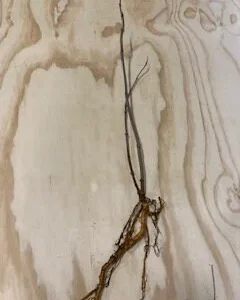 Elderberry Bare Root Plant - Sambucus Canadensis 6-12'' Height for Edible Berries - Image 3