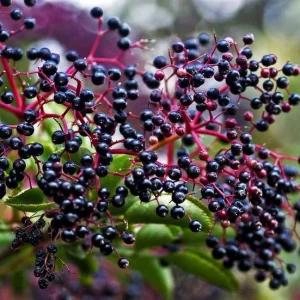 Elderberry Bare Root Plant - Sambucus Canadensis 6-12'' Height for Edible Berries - Image 1