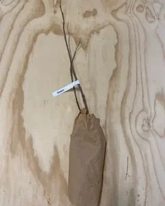 Elderberry Bare Root Plant - Sambucus Canadensis 6-12'' Height for Edible Berries - Image 4