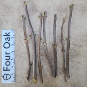 Elderberry Cuttings - Adams, Scotia, Wyldewood, Bob Gordon - Root Your Own Plant - Image 2