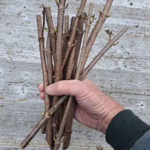 Elderberry Cuttings - Adams, Scotia, Wyldewood, Bob Gordon - Root Your Own Plant - Image 1