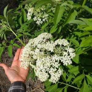 Elderberry Cuttings - Adams, Scotia, Wyldewood, Bob Gordon - Root Your Own Plant - Image 4