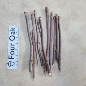 Elderberry Cuttings - Adams, Scotia, Wyldewood, Bob Gordon - Root Your Own Plant - Image 5