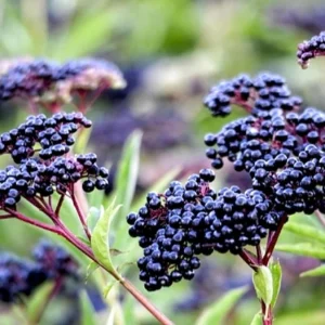 Elderberry Plant – Live Fruit Bearing Shrub – Half Gallon Pot – Outdoor - Image 1