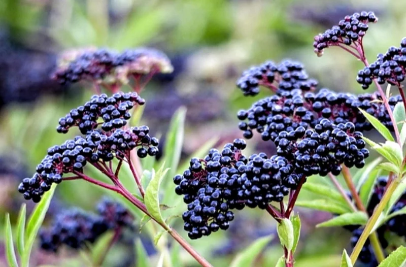 Elderberry Plant – Live Fruit Bearing Shrub – Half Gallon Pot – Outdoor - Image 1