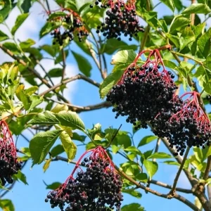 Elderberry Plant – Live Fruit Bearing Shrub – Half Gallon Pot – Outdoor - Image 2