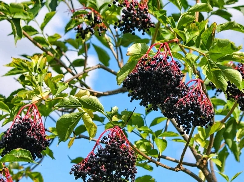Elderberry Plant – Live Fruit Bearing Shrub – Half Gallon Pot – Outdoor - Image 2