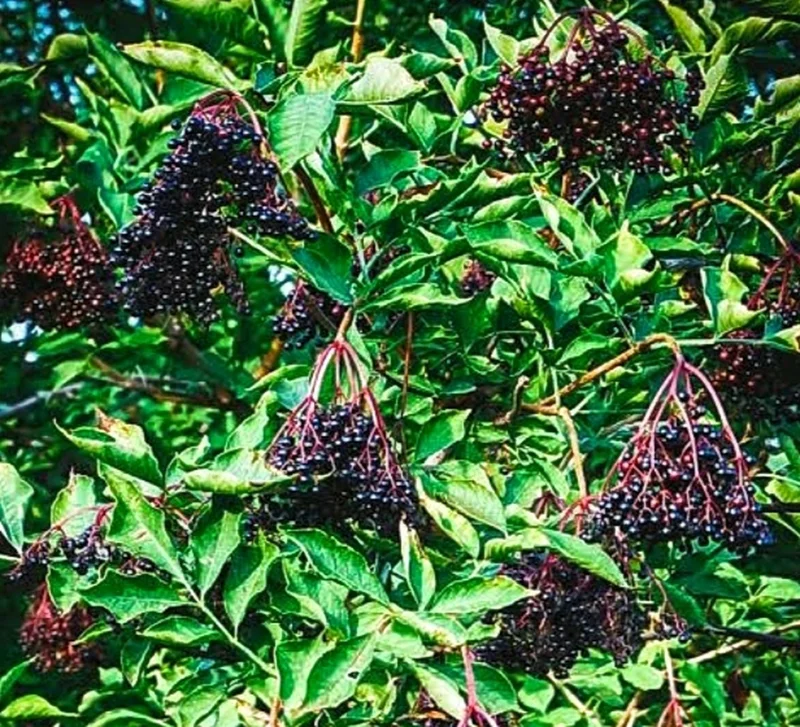 Elderberry Plant – Live Fruit Bearing Shrub – Half Gallon Pot – Outdoor - Image 3