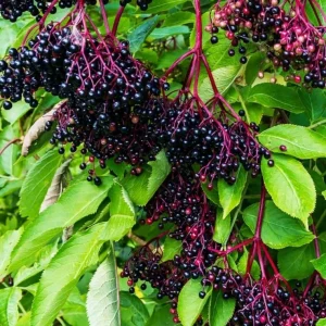 Elderberry Plant – Live Fruit Bearing Shrub – Half Gallon Pot – Outdoor - Image 4