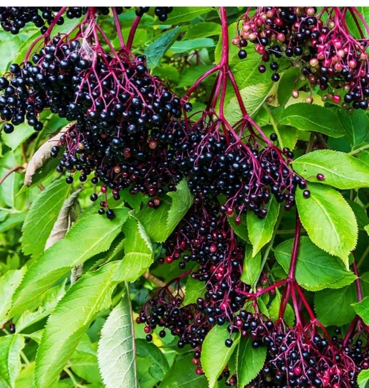 Elderberry Plant – Live Fruit Bearing Shrub – Half Gallon Pot – Outdoor - Image 4