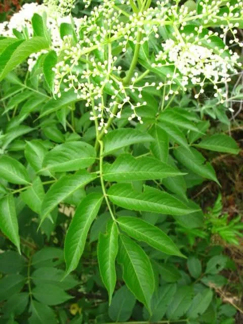 Elderberry Sambucus Bare Root Plants – 2 Pack – 6-18 Inches Tall – Outdoor - Image 2