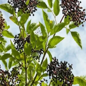 Elderberry Sambucus Bare Root Plants – 2 Pack – 6-18 Inches Tall – Outdoor - Image 3