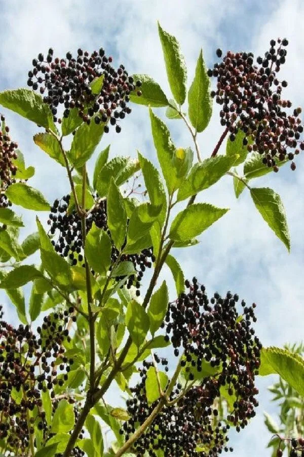 Elderberry Sambucus Bare Root Plants – 2 Pack – 6-18 Inches Tall – Outdoor - Image 3