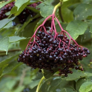 Elderberry Sambucus Bare Root Plants – 2 Pack – 6-18 Inches Tall – Outdoor - Image 1