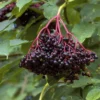 Elderberry Sambucus Live Plant – Quart Pot – USDA Zones 3-8 – Outdoor Shrub - Image 1