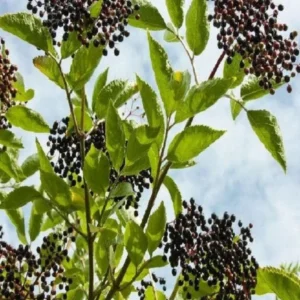 Elderberry Sambucus Live Plant – Quart Pot – USDA Zones 3-8 – Outdoor Shrub - Image 3