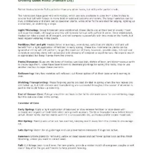 Elegans Hosta Bareroot Plant - Large Leaf Perennial for Shade, Zone 3-9 - Image 4