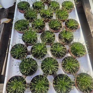 Eleocharis Radicans Live Plant – Bonsai Hairgrass – 2in Pot – Aquatic & Terrarium - Image 4
